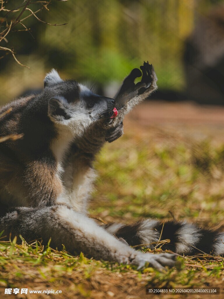 狐猴坐地举爪姿态可爱