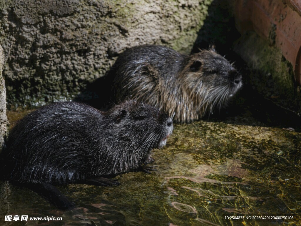 水中的两只可爱海狸
