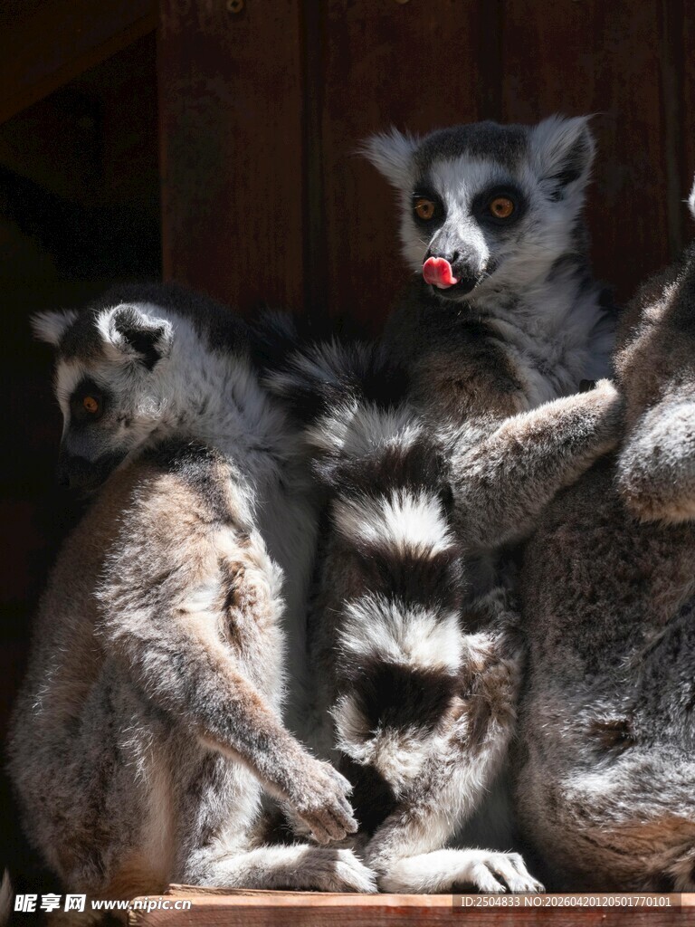 环尾狐猴互动瞬间