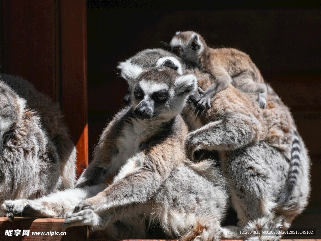 狐猴亲密互动场景