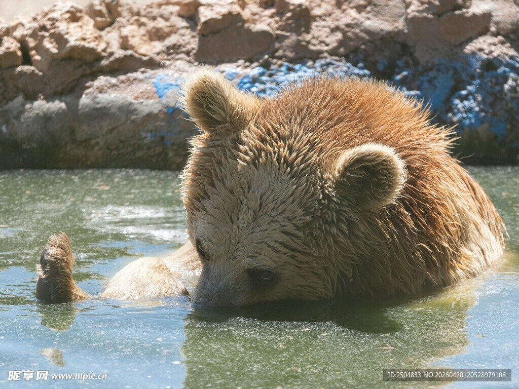 水中棕熊惬意玩水