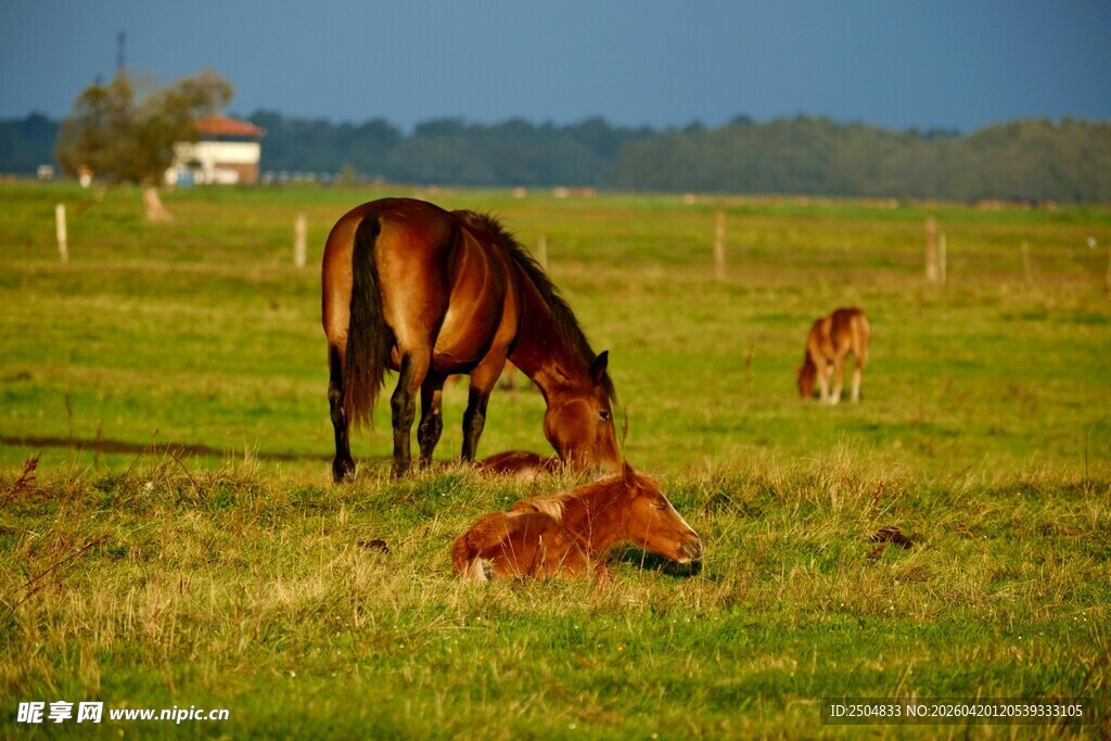 草原上的马群与休憩小马