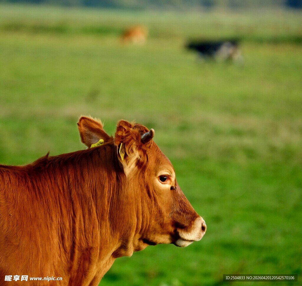 田野中的棕色小牛
