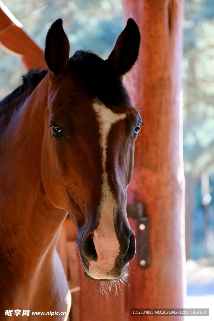 棕马特写