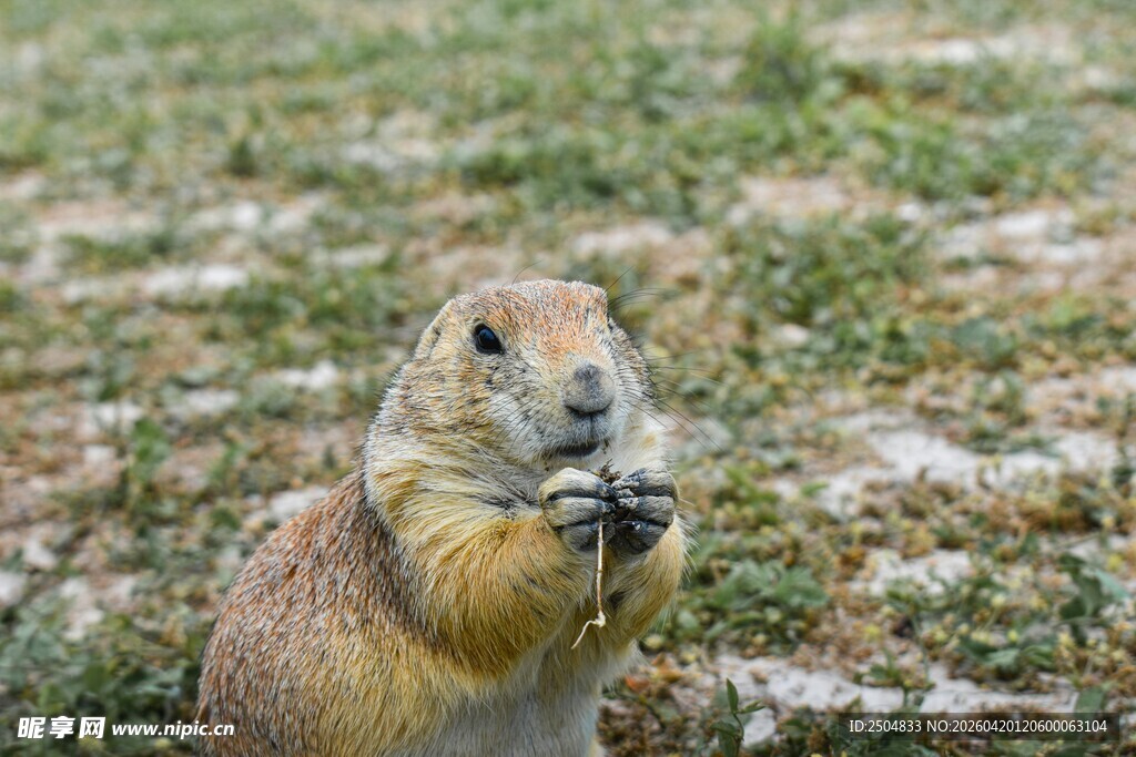 站立进食的可爱草原土拨鼠
