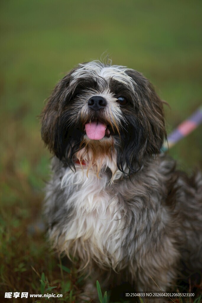 可爱小狗草地吐舌卖萌