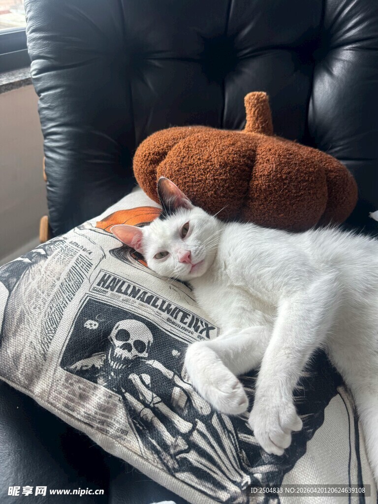 猫咪慵懒躺于个性抱枕上