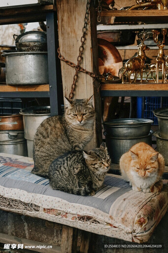 木桌上休憩的猫咪与摆件