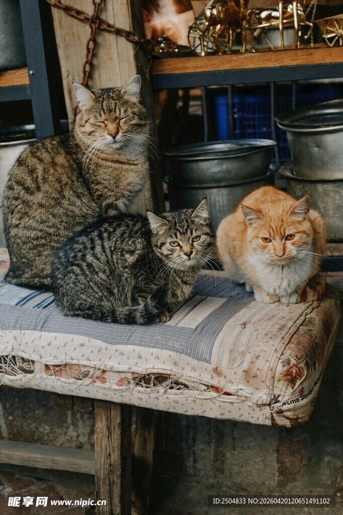 三只猫咪慵懒趴坐木台上