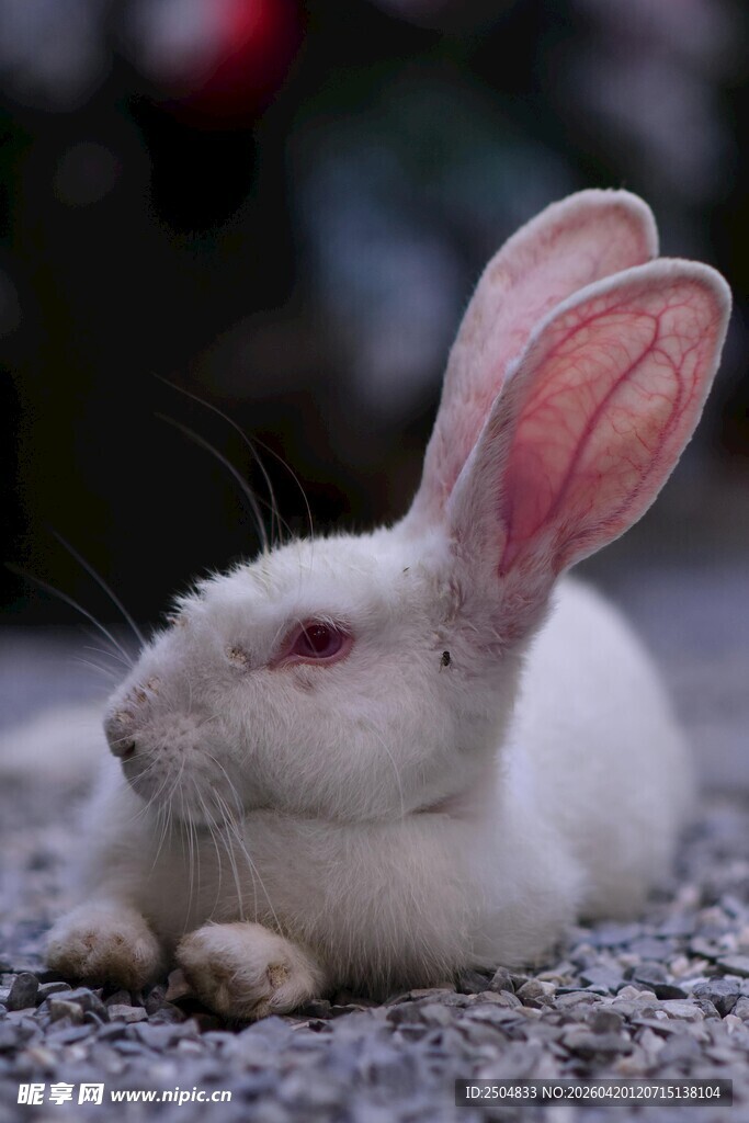 可爱白兔趴地休憩