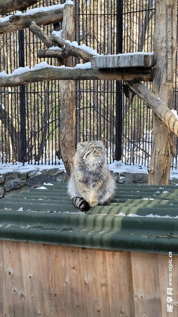 雪地围栏旁的猴子