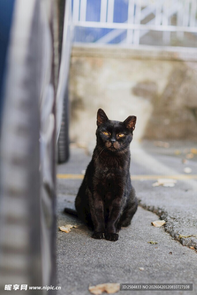 黑猫独坐街边