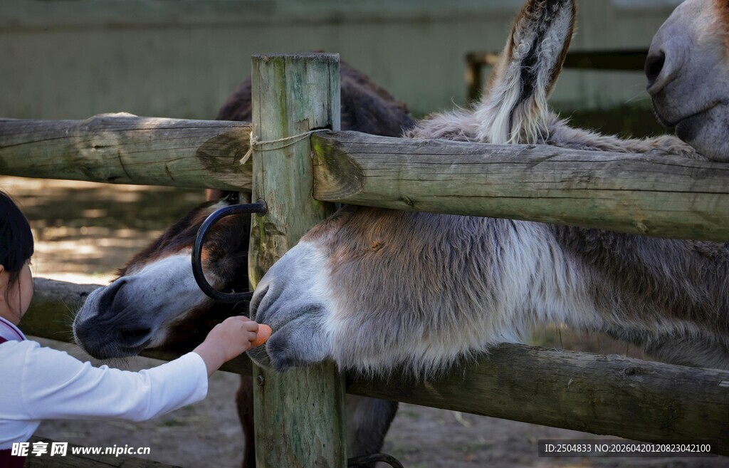 人与驴互动的温馨瞬间