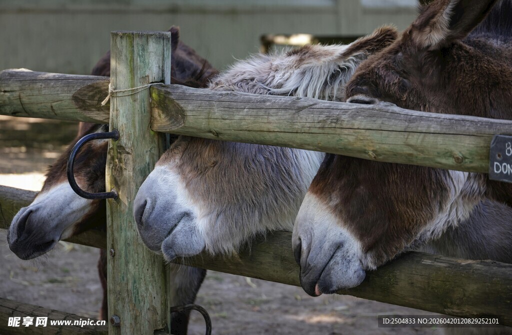 驴探头张望木栅栏