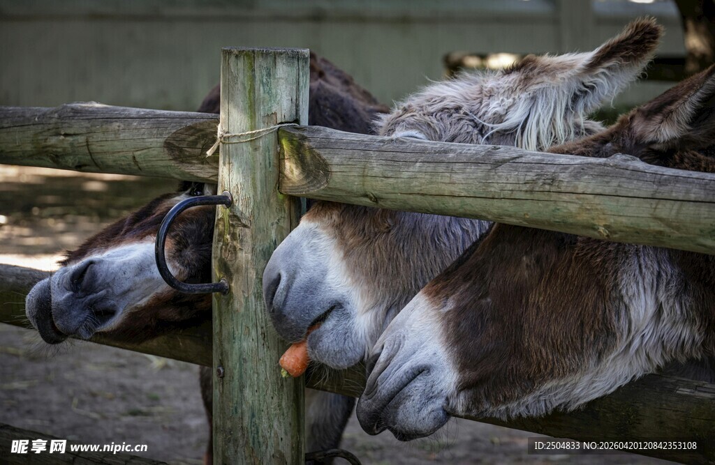 驴从木栅栏探出头