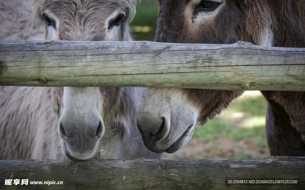 两头驴子探头望围栏