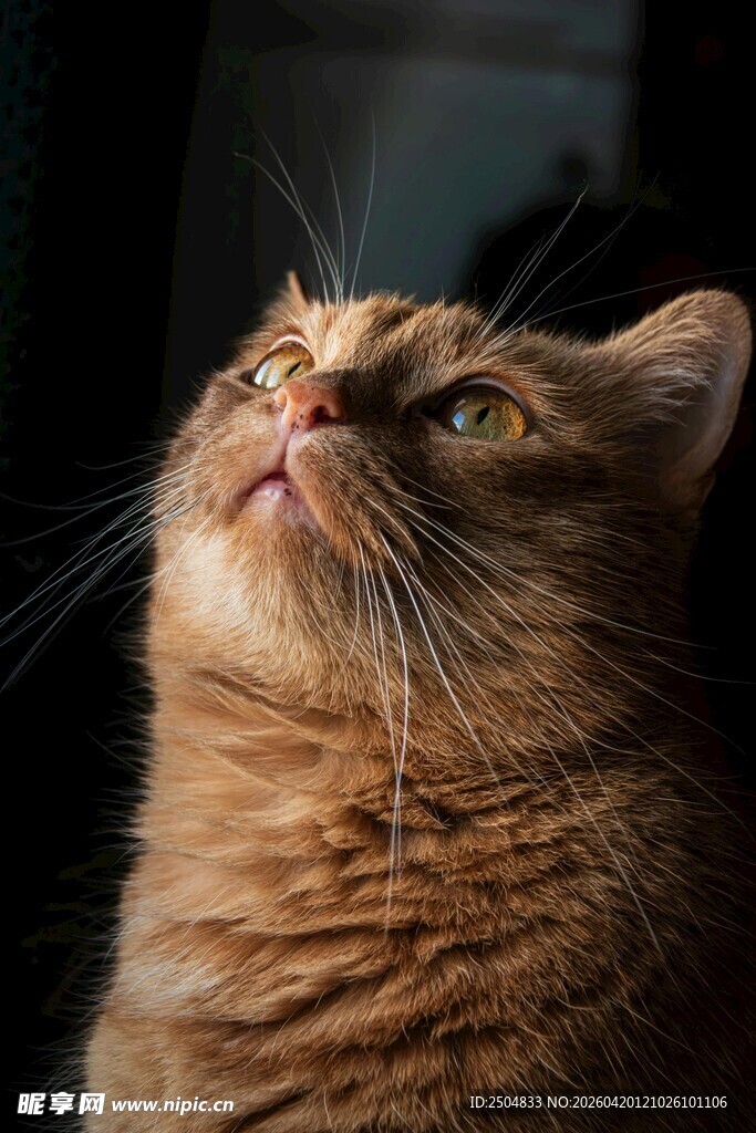仰头凝望的可爱猫咪