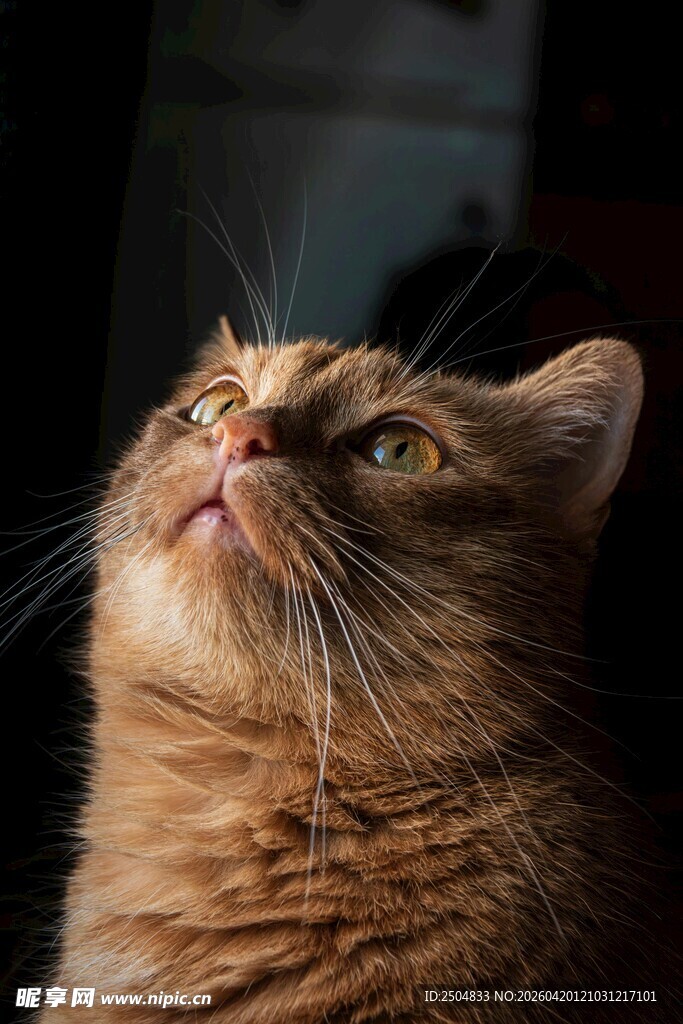 仰头的橘猫