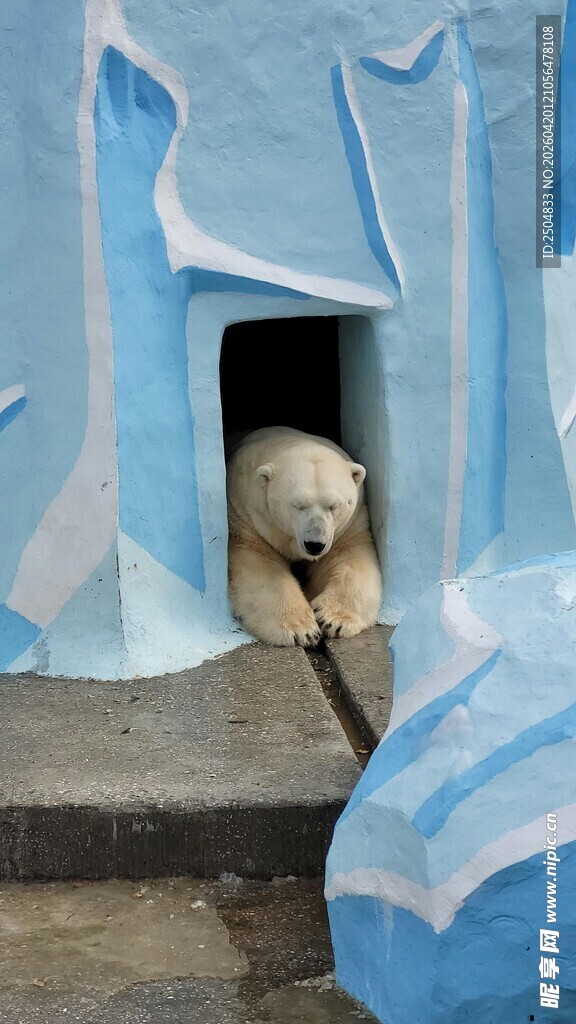 北极熊从蓝色冰洞探头