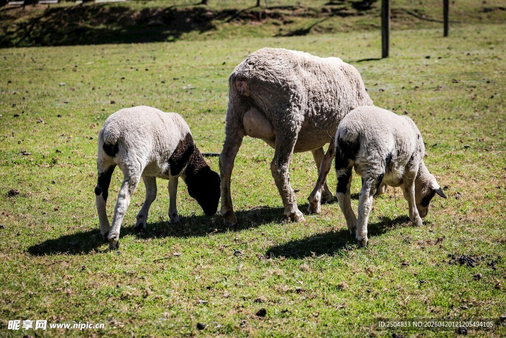 草地上的三只绵羊