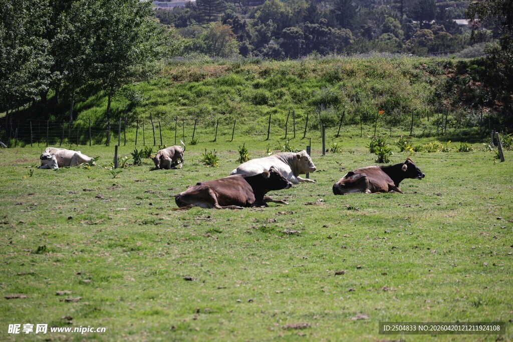 草原上悠闲的牛群