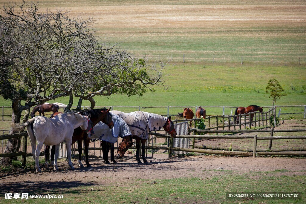 草原围栏旁的马群