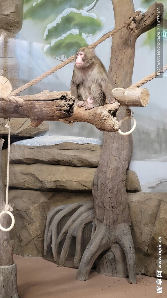 猴子在树间玩耍场景