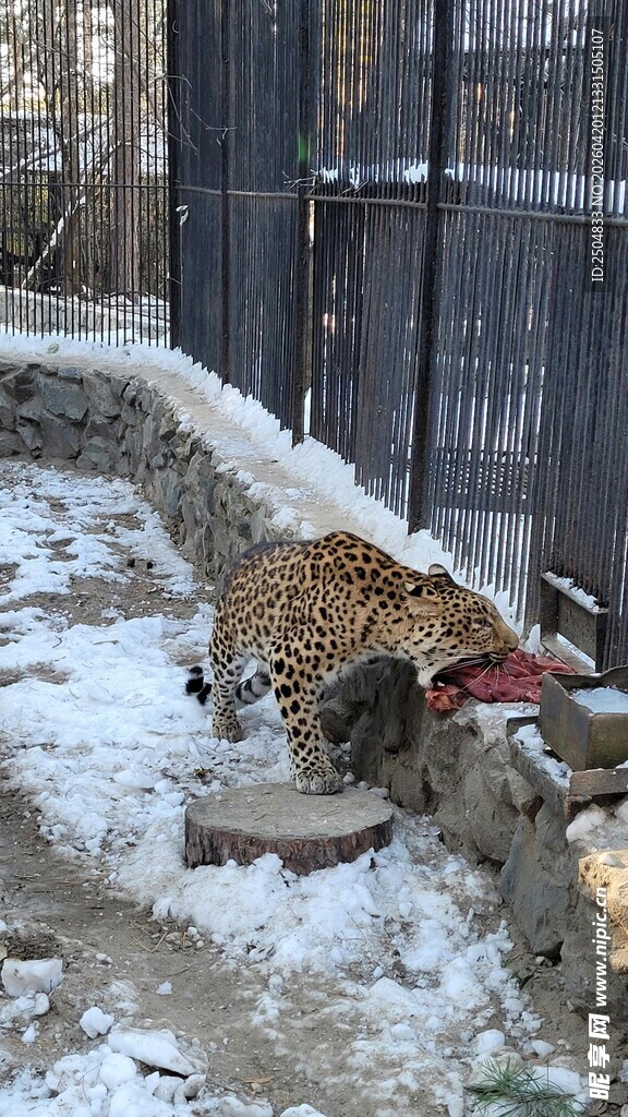 雪地中围栏旁的野生动物
