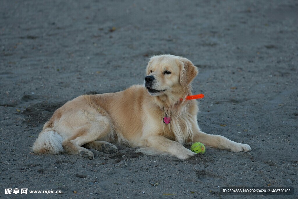 沙滩上的金毛犬
