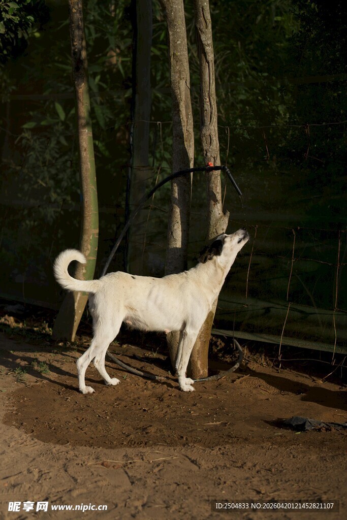 林间白狗仰头望树