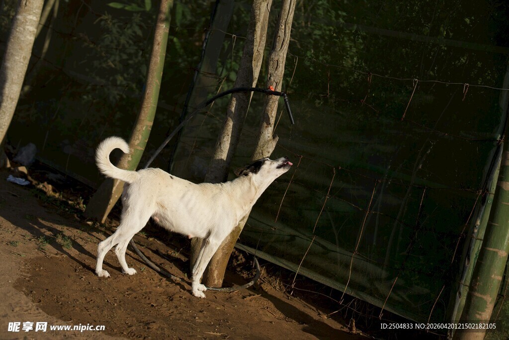 白狗在围栏边好奇张望