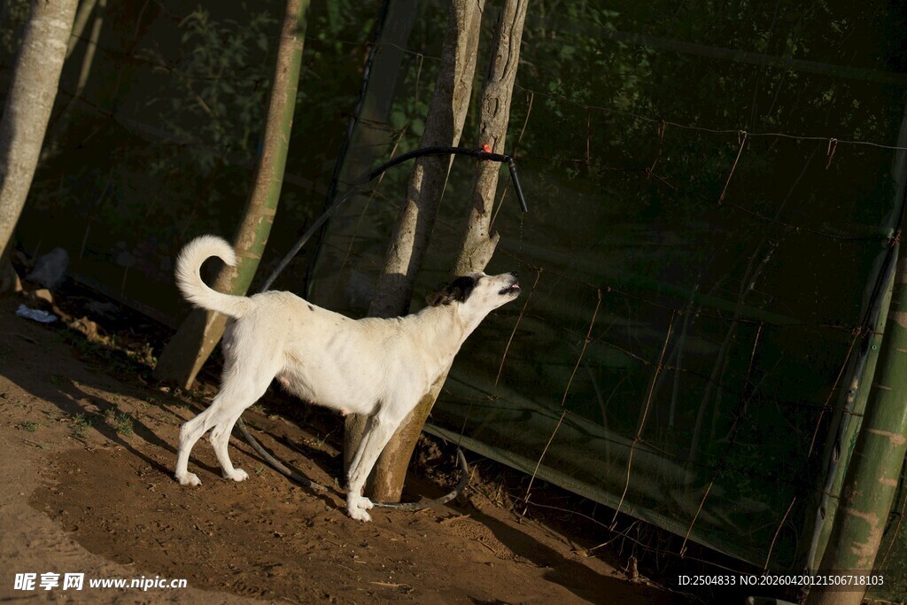 围栏旁的白色小狗