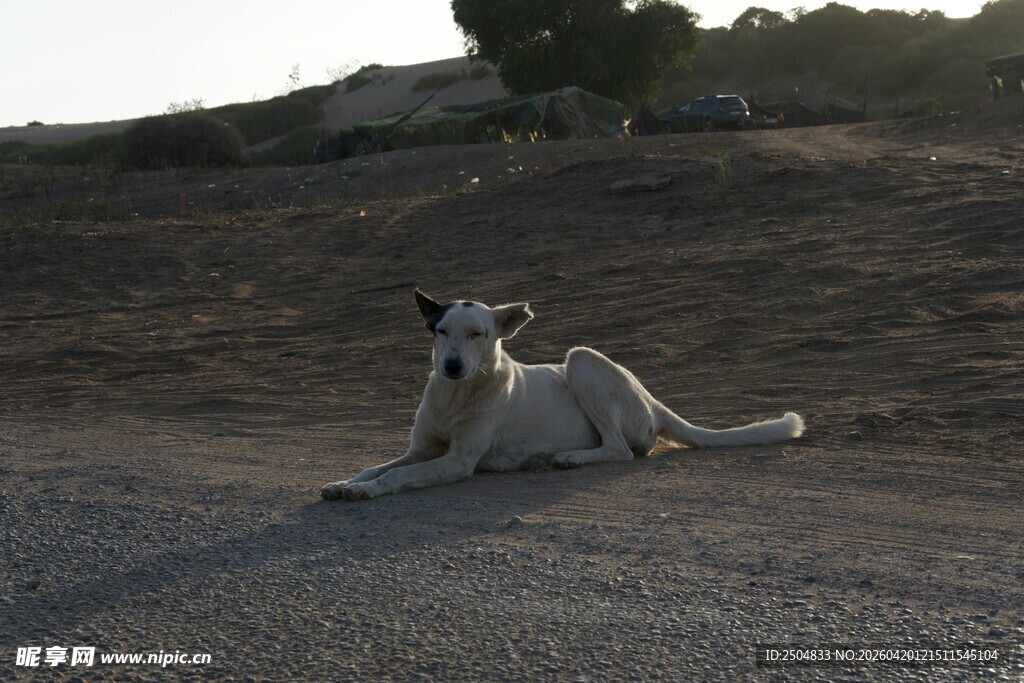 田野中休憩的白色大狗
