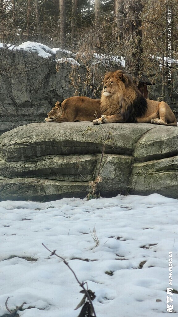 雪地中休憩的狮群