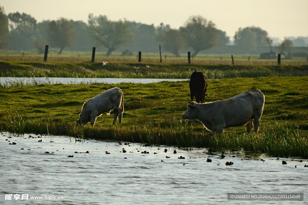 河畔牧场景色