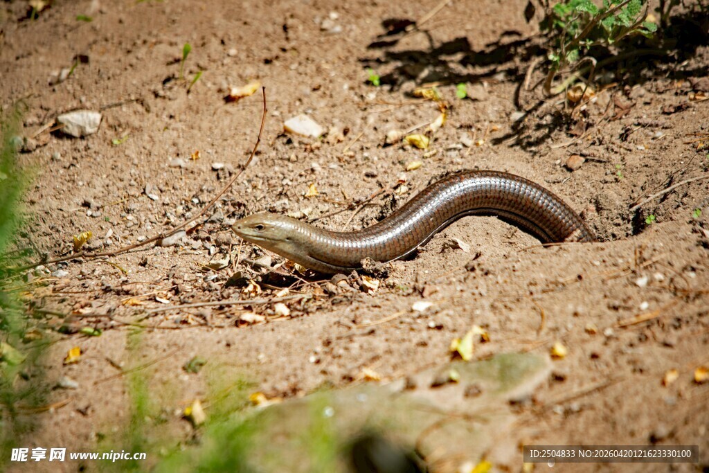 蜿蜒于沙地的神秘小蛇
