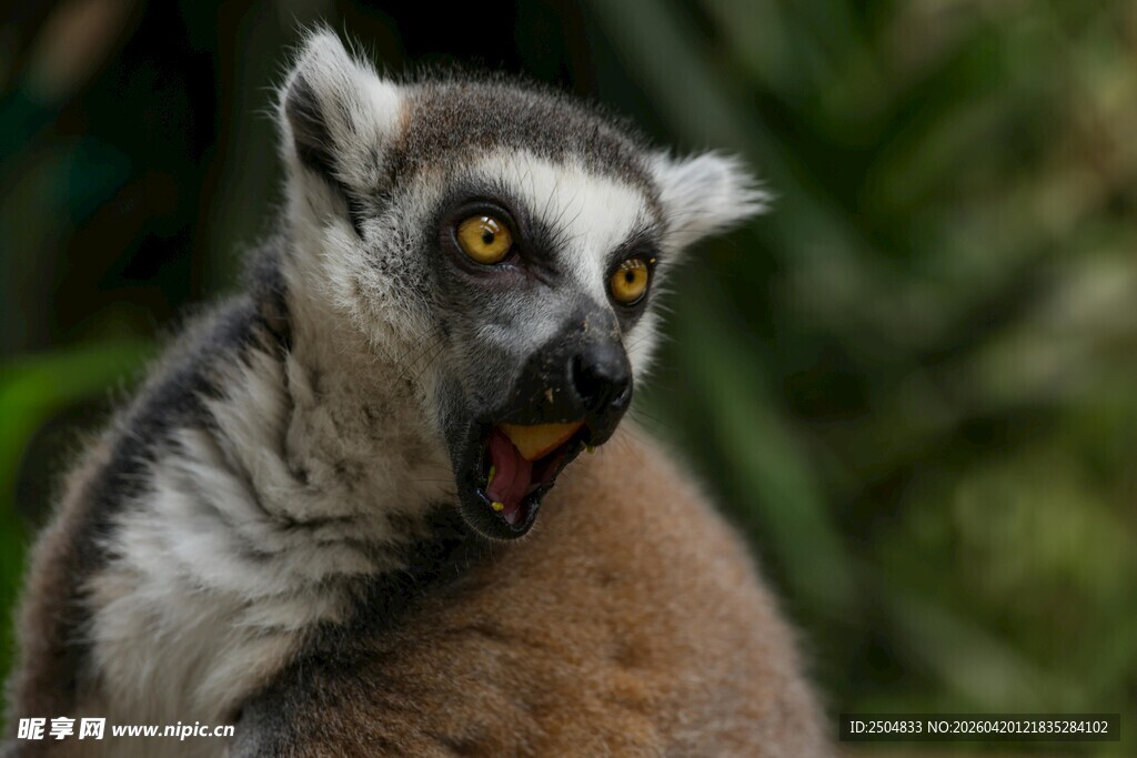 狐猴张嘴露齿表情生动