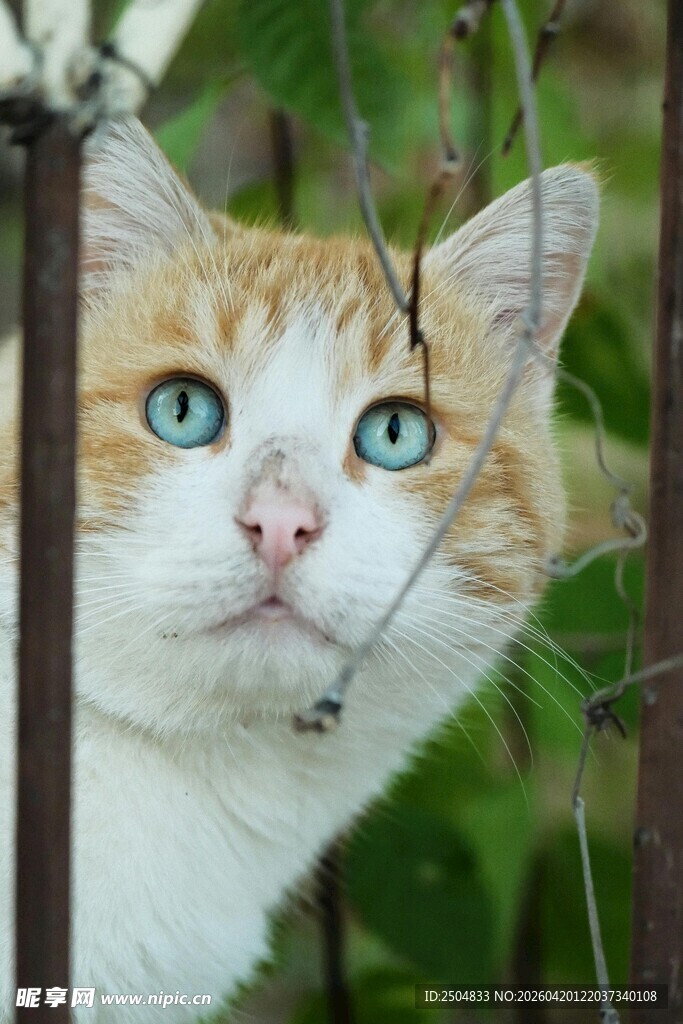 栅栏后蓝眼萌猫