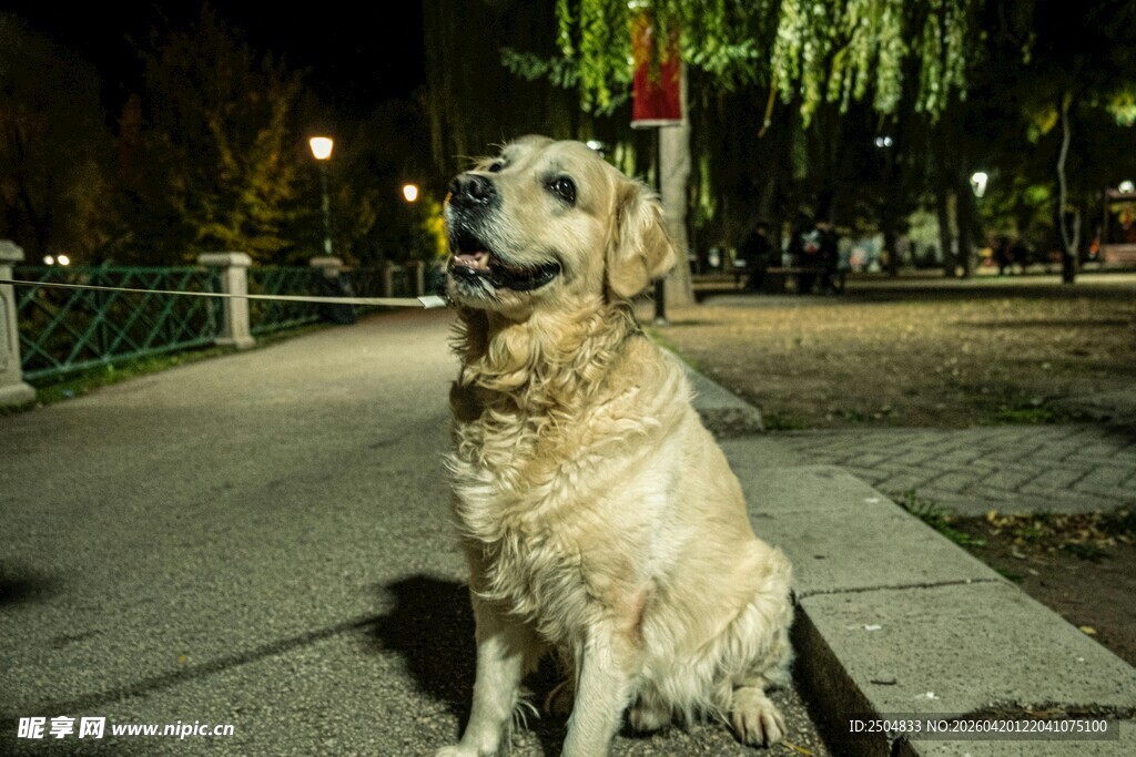 夜晚街头的可爱金毛犬