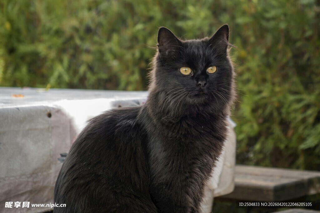 黑猫静坐在户外场景中