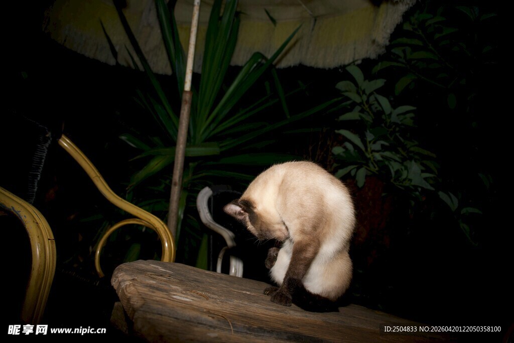 可爱猫咪低头嗅闻木台