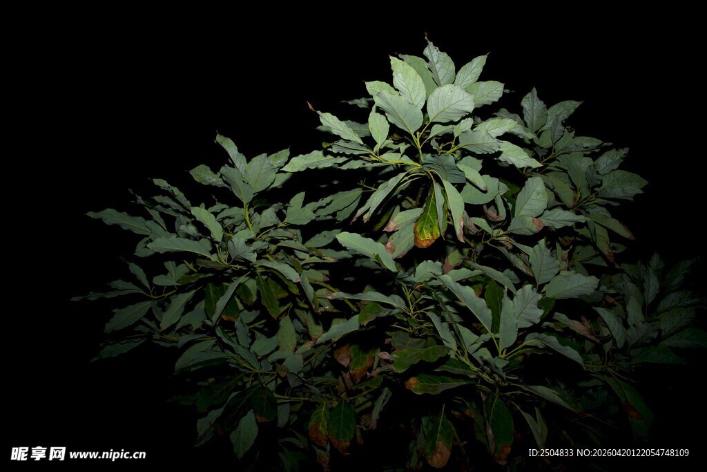 绿叶繁茂的植物特写