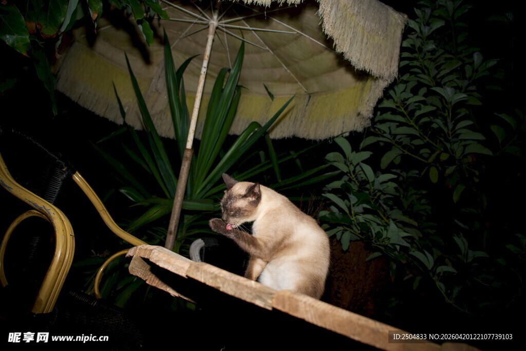 猫咪于绿植间惬意休憩