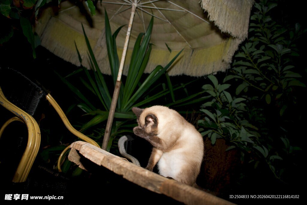 树间的狐猴