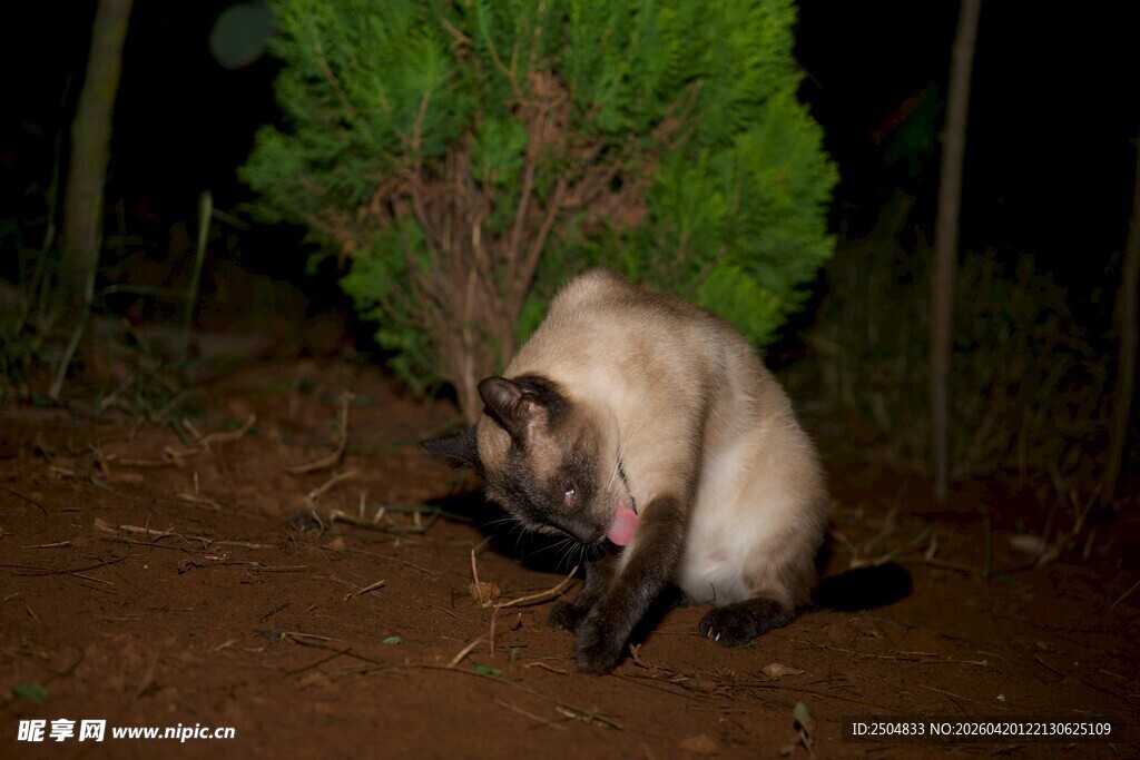 夜晚树下的暹罗猫