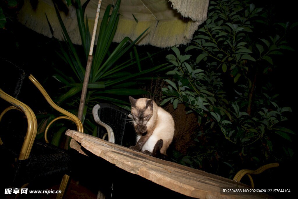 树枝上休憩的可爱猫咪