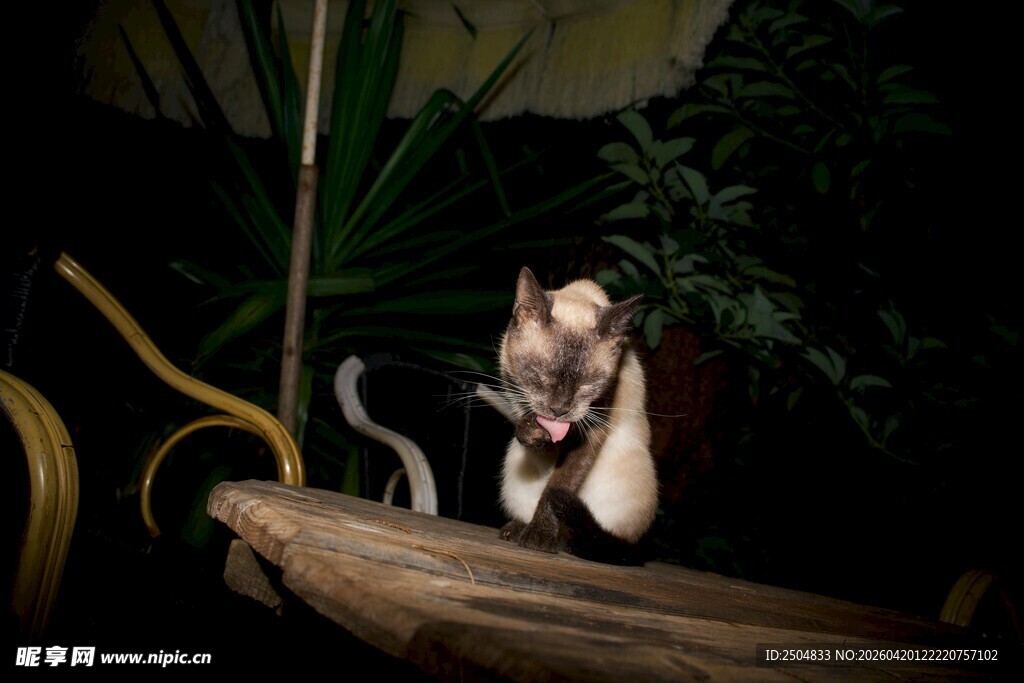 树枝上的小鸟与绿植景观