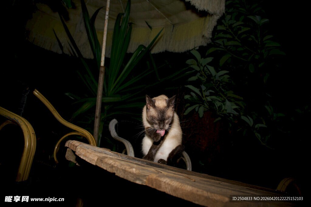 夜间树枝上的可爱猴子