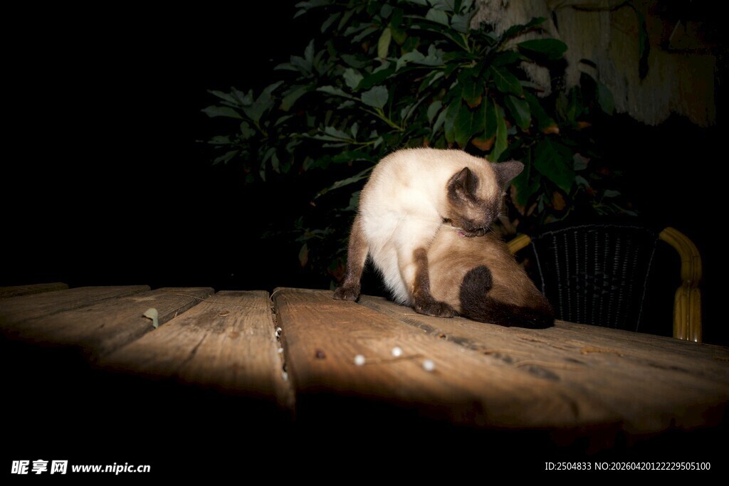 暹罗猫于光影中休憩