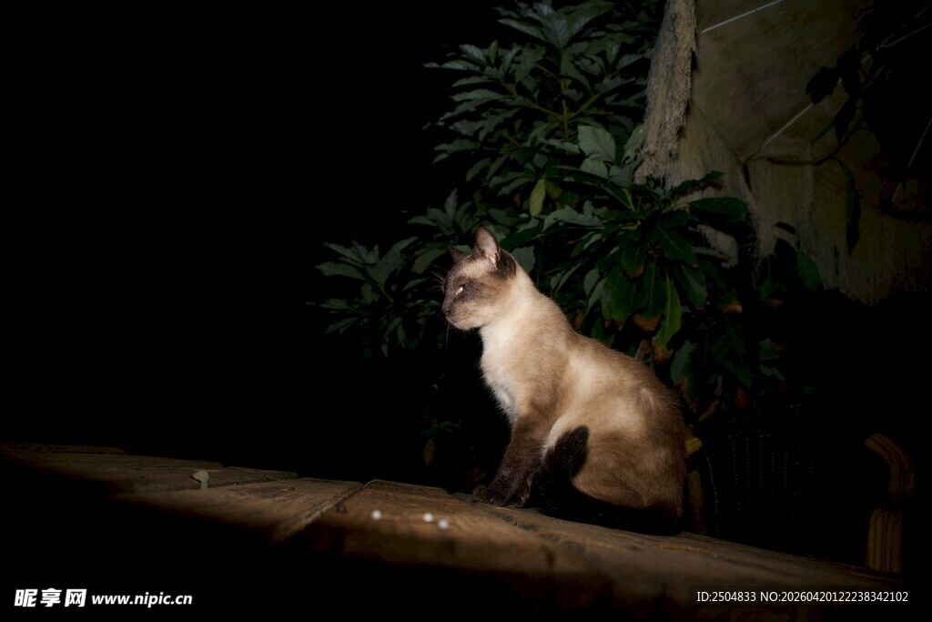 暗夜中的猫咪